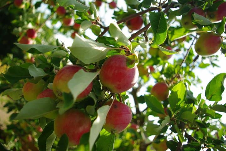 Apples in Sweden Apples in Sweden