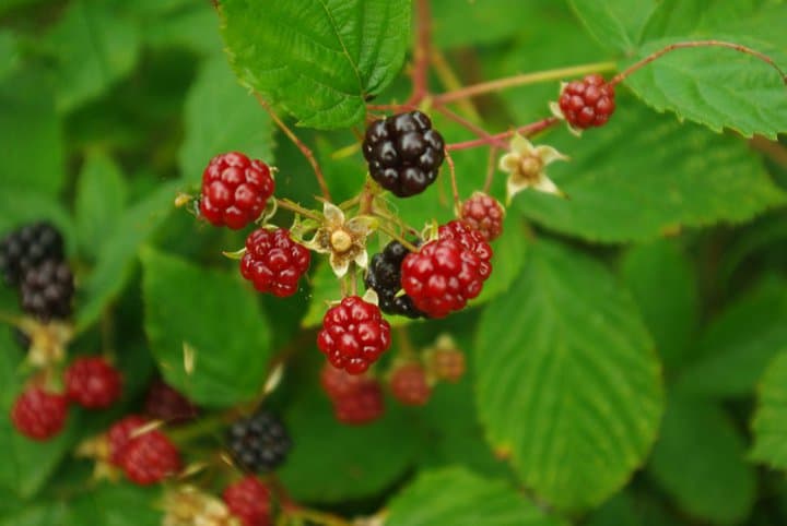 Berries in Sweden Berries in Sweden