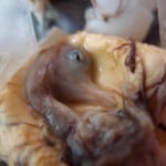 Filipino Balut - Most Disgusting Food In The World?